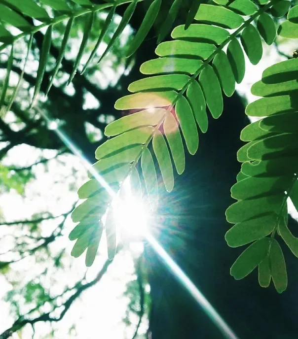 Sunlight through green leaves representing O West landscape planning